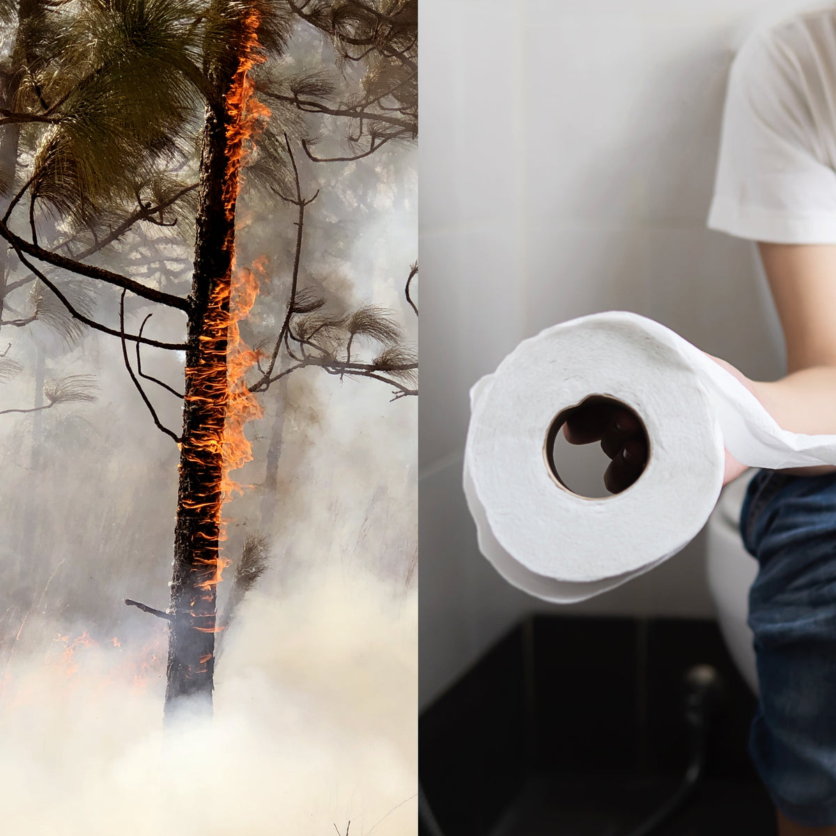 meilleure-alternative-pour-remplacer-papier-toilette Image
